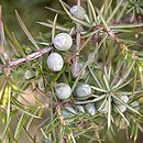 Juniperus (jałowiec)