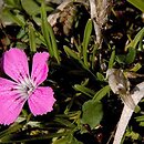 Dianthus glacialis (goździk lodowcowy)