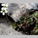 Saxifraga wahlenbergii (skalnica tatrzańska)