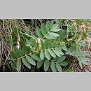 Astragalus frigidus (traganek wytrzymały)
