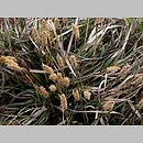 Carex ericetorum (turzyca wrzosowiskowa)