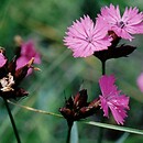 Dianthus carthusianorum (goździk kartuzek)