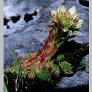 Jovibarba hirta ssp. glabrescens (rojownik włochaty łysiejący)