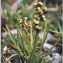 potrostek alpejski (Chamorchis alpina)