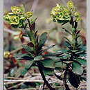 Euphorbia amygdaloides (wilczomlecz migdałolistny)