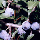 Prunus s.l. (śliwa)