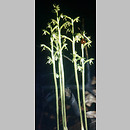 Å¼Å‚obik koralowy (Corallorhiza trifida)