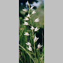 Cephalanthera longifolia (buÅ‚awnik mieczolistny)