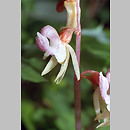 storzan bezlistny (Epipogium aphyllum)