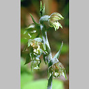 Epipactis microphylla (kruszczyk drobnolistny)