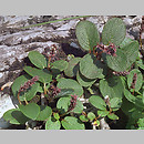 Salix reticulata (wierzba Å¼yÅ‚kowana)