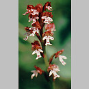 Orchis ustulata (storczyk drobnokwiatowy)
