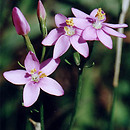 Centaurium erythraea (centuria pospolita)