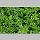 znalezisko 20110728.1.apliszko - Geranium sibiricum ssp. sibiricum (bodziszek syberyjski); obrzeże cmentarza w Raczkach, Pojezierze Zachodniosuwalskie
