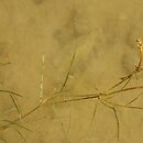 Potamogeton rutilus (rdestnica błyszcząca)