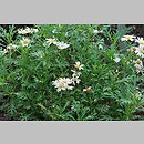 znalezisko 20100913.6.js - Argyranthemum frutescens (argyrantema krzewiasta)