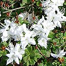 Rhododendron Albiflorum
