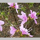 Rhododendron reticulatum (azalia Å¼yÅ‚kowana)