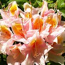 Rhododendron Beaute de Flandre