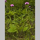 znalezisko 20080707.1.bg - Dianthus compactus (goździk skupiony); Bieszczady, okolice Wołosatego