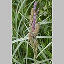 Carex (turzyca)