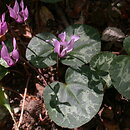Cyclamen purpurascens (cyklamen purpurowy)