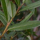 Salix (wierzba)