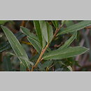 Salix repens ssp. rosmarinifolia (wierzba rokita)
