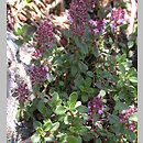 Thymus marschallianus (macierzanka Marschalla)