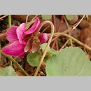 Viola odorata f. rubriflora (fiołek wonny forma czerwonokwiatowa)