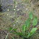 Alismataceae (żabieńcowate)