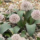 czosnek karatawski (Allium karataviense)