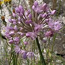 znalezisko 00010000.A014.bl - Allium senescens ssp. montanum (czosnek skalny)