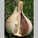 znalezisko 00010000.A017.bl - Allium sativum (czosnek pospolity)