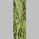znalezisko 00010000.A038.bl - Asparagus officinalis (szparag lekarski)