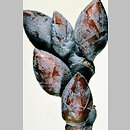 znalezisko 20040117.1.bl - Populus alba (topola biała)