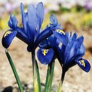 Iris reticulata (kosaciec Å¼yÅ‚kowany)