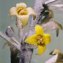 Elaeagnus angustifolia (oliwnik wÄ…skolistny)