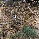 jasieniec piaskowy (Jasione montana)