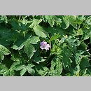 Geranium versicolor (bodziszek różnobarwny)