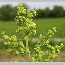 znalezisko 00010000.29.bsw - Iva xanthiifolia (iwa rzepieniolistna)