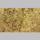 Artemisia scoparia (bylica miotłowa)