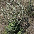Salvia aethiopis (szałwia etiopska)