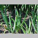 znalezisko 20110522.1.js - Allium fistulosum (czosnek dęty); Ogród Botaniczny we Wrocławiu