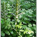 Acanthus (akant)
