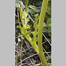 znalezisko 20090724.1.dt - Botrychium matricariifolium (podejźrzon marunowy); Siewierz Warężyno, Garb Tarnogórski