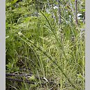 Equisetum ×litorale (skrzyp pośredni)