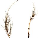 Equisetum ×font-queri (skrzyp mokradłowy)