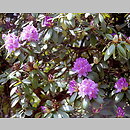 Rhododendron Grupa 2a Catawbiense