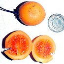 Solanum diploconos